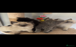 Ragdoll cats for sale: Gorgeous Ragdoll x British Shorthair Kittens  - Image 21