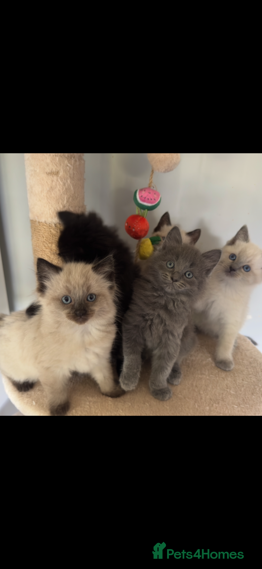Ragdoll cats for sale: Gorgeous Ragdoll x British Shorthair Kittens  - Image 21