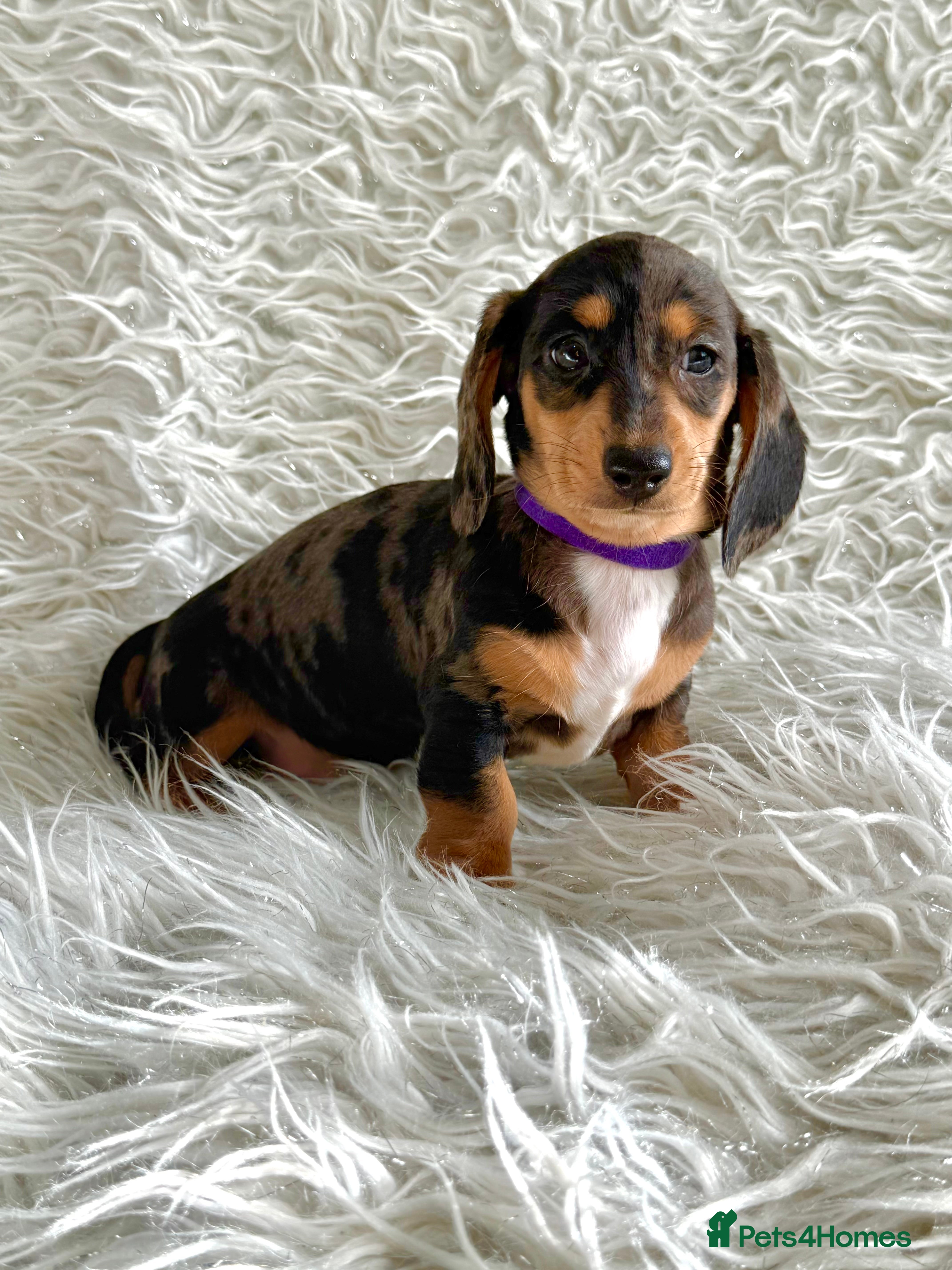 Miniature Dachshund dogs Miniature Daschund pra clear  - Advert 6