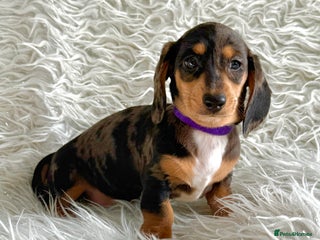 Miniature Dachshund dogs Miniature Daschund pra clear - Advert 1
