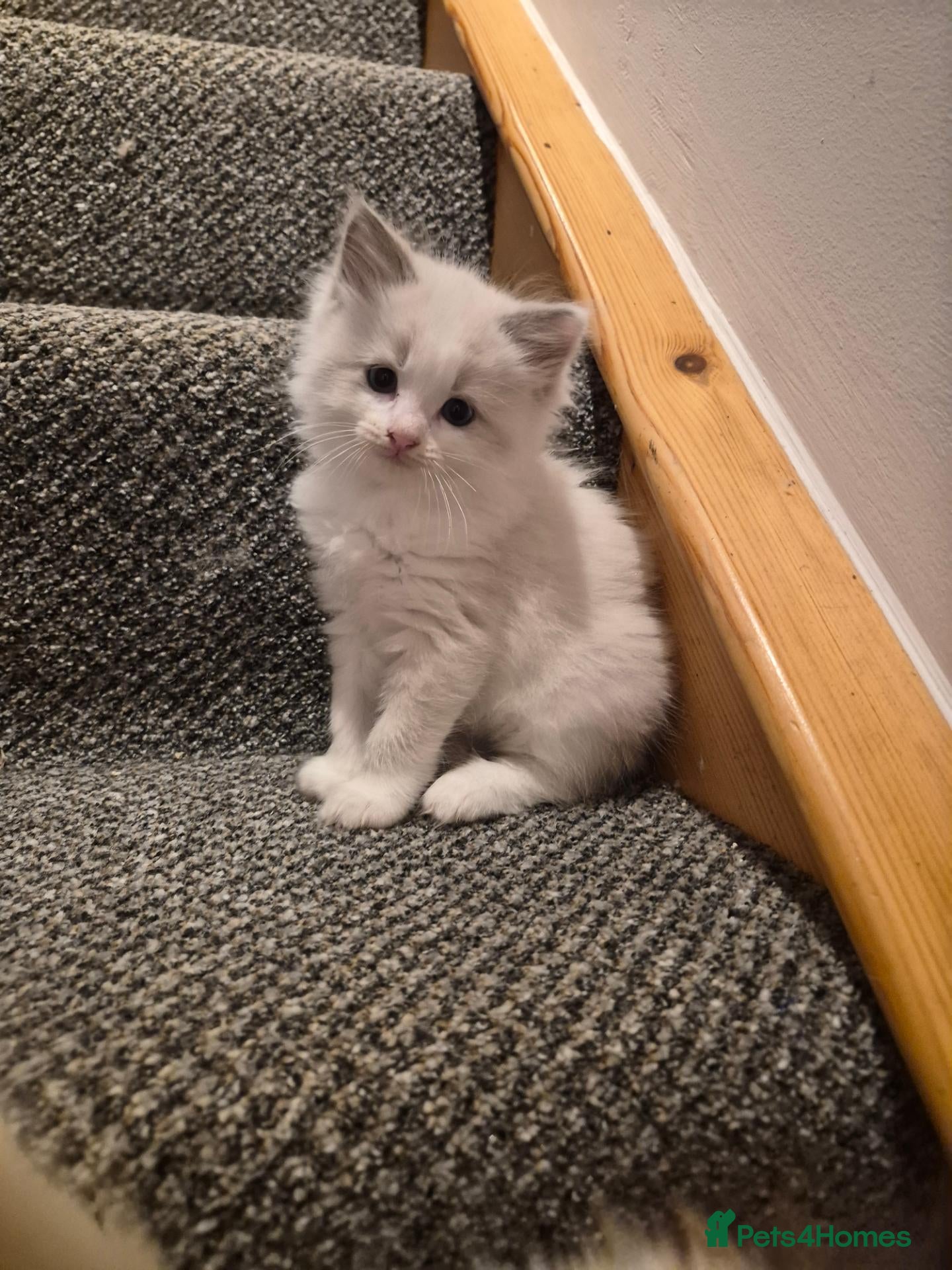Ragdoll cats Gorgeous blue and seal ragdoll kittens - Advert 2