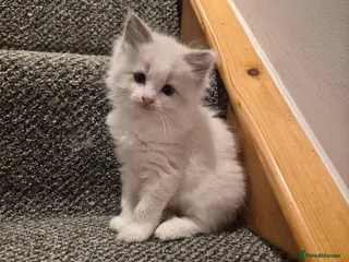 Ragdoll cats Gorgeous blue and seal ragdoll kittens - Advert 5