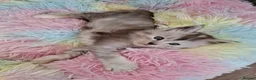 Maine Coon cats for sale: Maine Coon Kittens looking for new loving home in Birmingham - Advert 31