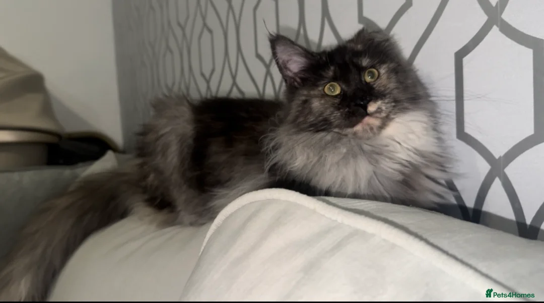 Maine Coon cats for sale: TICA Registered Female - Advert 3