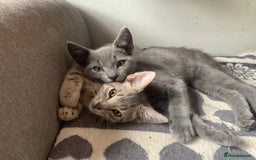 British Shorthair cats for sale: Domestic shorthaired kittens - Image 3