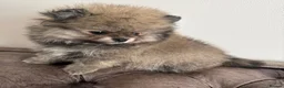 Pomeranian dogs for sale: Three Female Pomeranians  in Worthing - Advert 3
