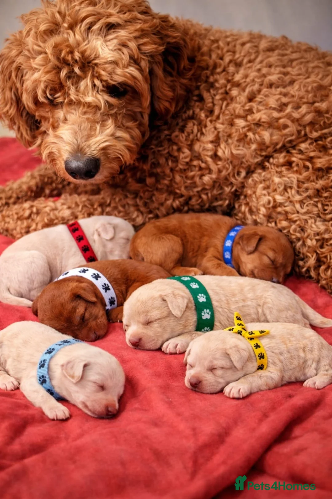 Maltipoo dogs for stud: Beautiful Maltipoo Stud 🐶 in Walsall - Advert 4