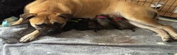Mixed Breed dogs for sale: American Staff x Bullmastiff Pups  - Advert 6