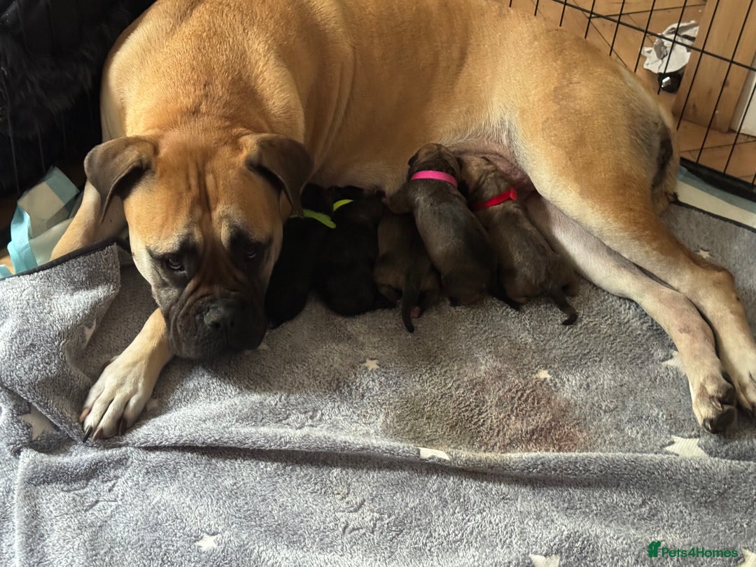 Mixed Breed dogs for sale: American Staff x Bullmastiff Pups  - Image 4