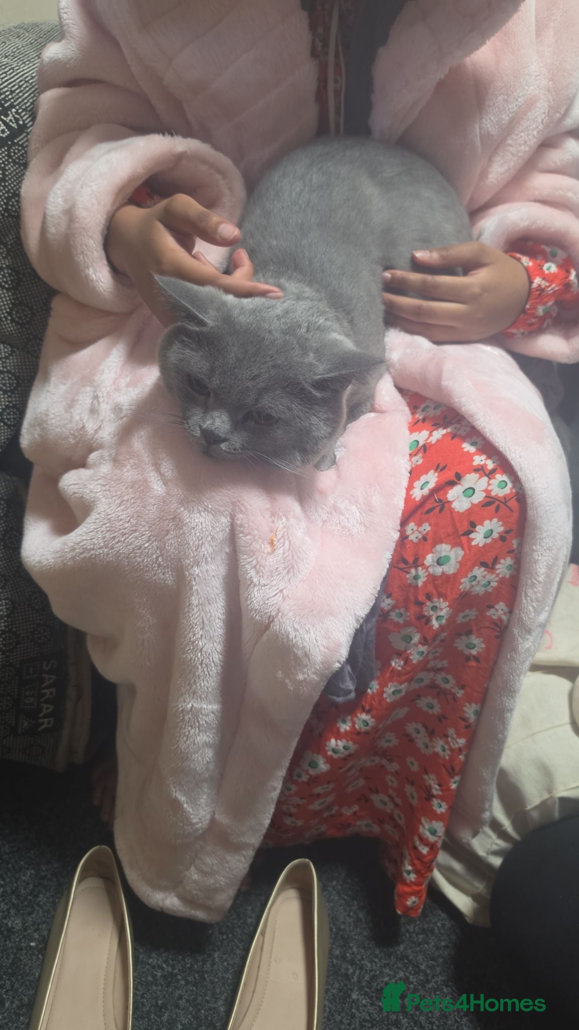 British Shorthair cats Male british shorthair 2 years old  - Advert 1