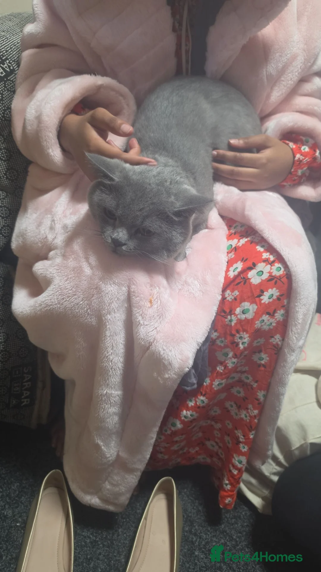 British Shorthair cats for sale: Male british shorthair 2 years old  - Advert 1