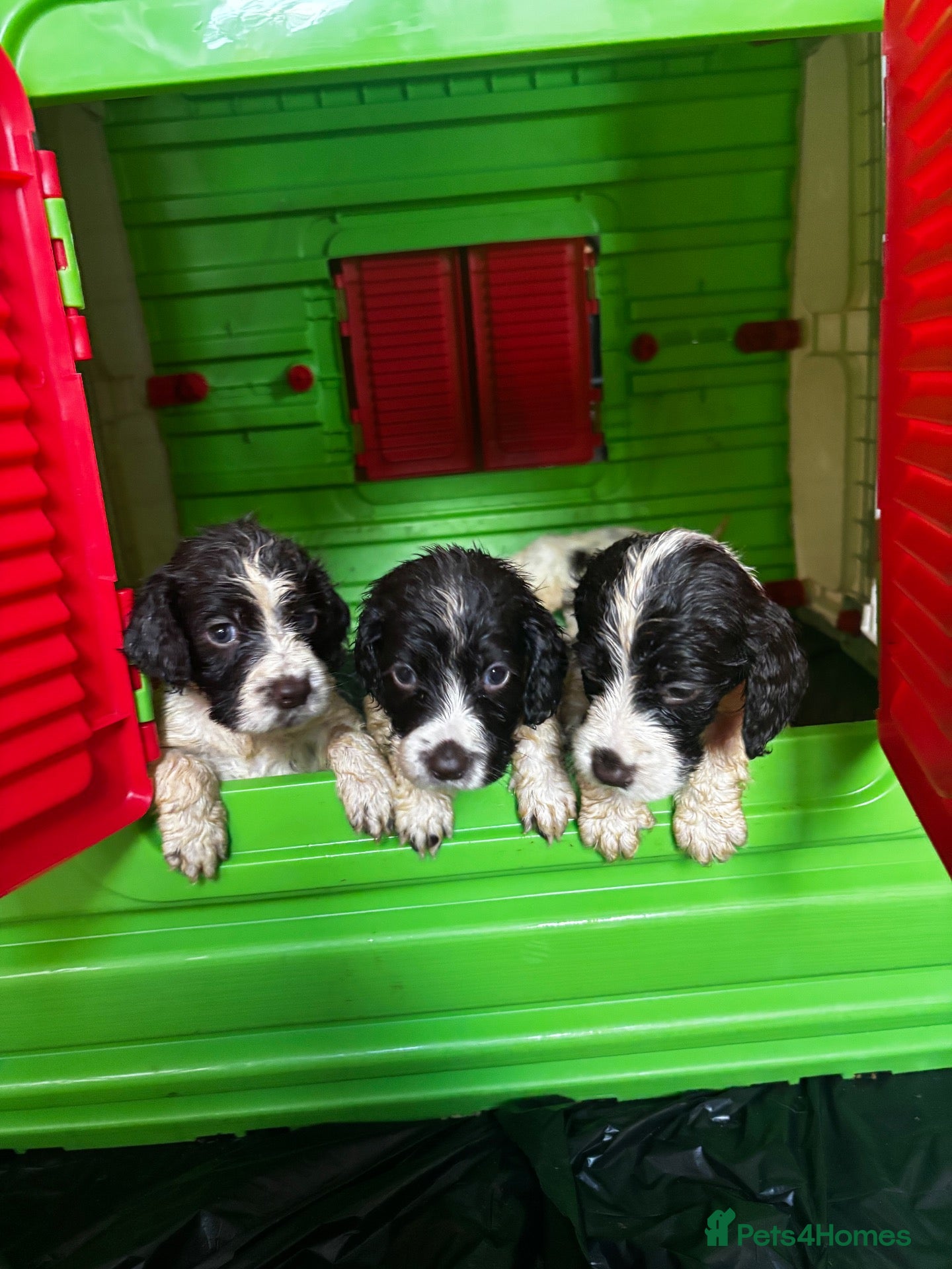 Cocker Spaniel dogs 1 gorgeous boy and 3 stunning girls  - Advert 18
