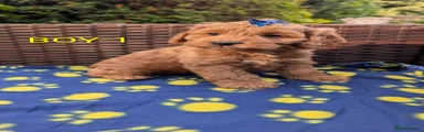 Cockapoo 1