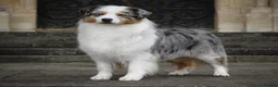 Australian Shepherd dogs for sale: Australian shepherd Black Tri Puppy Female - Advert 13