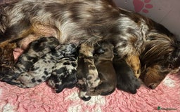 Miniature Dachshund dogs for sale: Beautiful Miniature Dachshunds  - Image 1