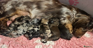 Miniature Dachshund dogs - Advert 11
