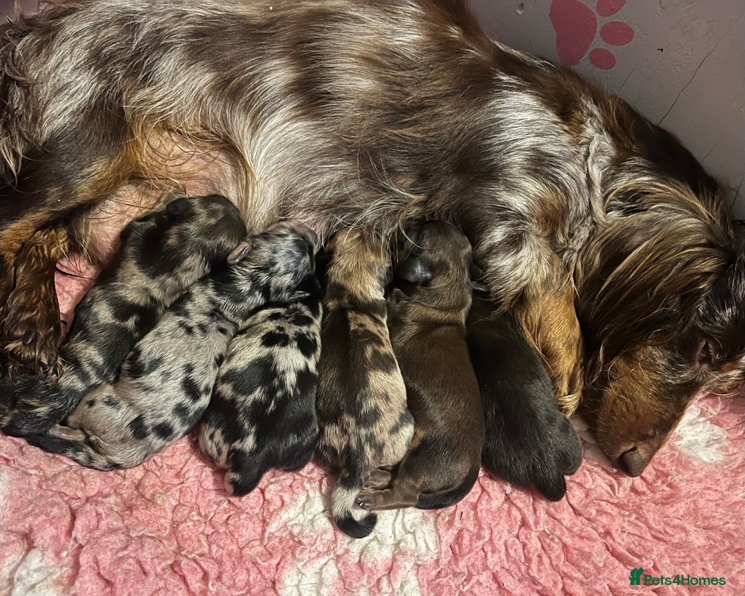 Miniature Dachshund dogs for sale: Beautiful Miniature Dachshunds  - Image 1