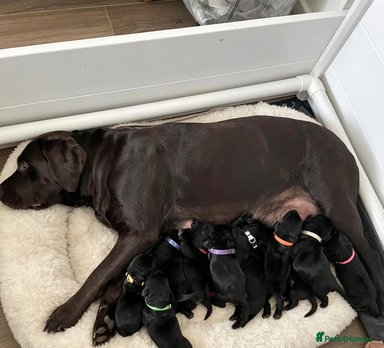 Labrador Retriever dogs Gorgeous Black Labrador Puppies KC REG - Advert 1