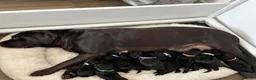 Labrador Retriever dogs for sale: Gorgeous Black Labrador Puppies KC REG - Advert 13