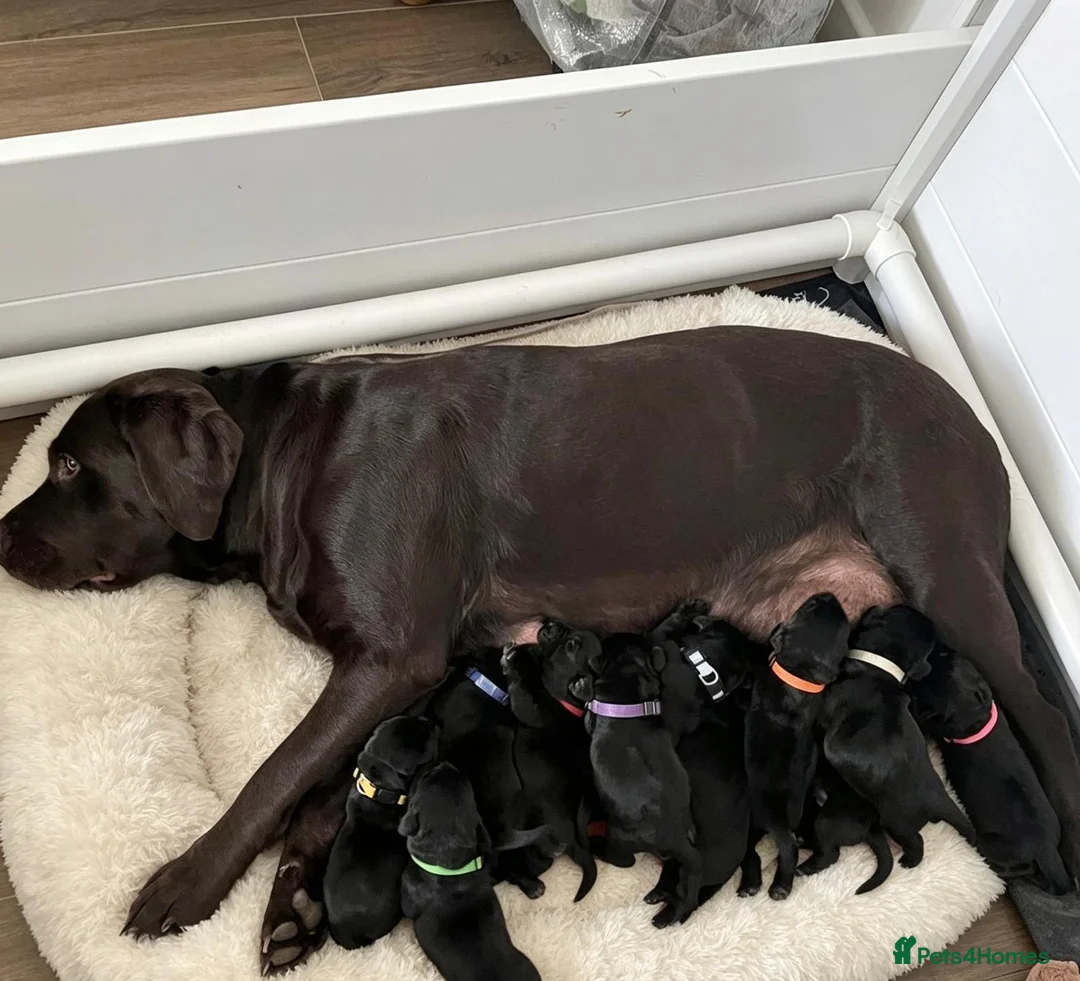 Labrador Retriever dogs for sale: Gorgeous Black Labrador Puppies - READY NOW - Advert 1