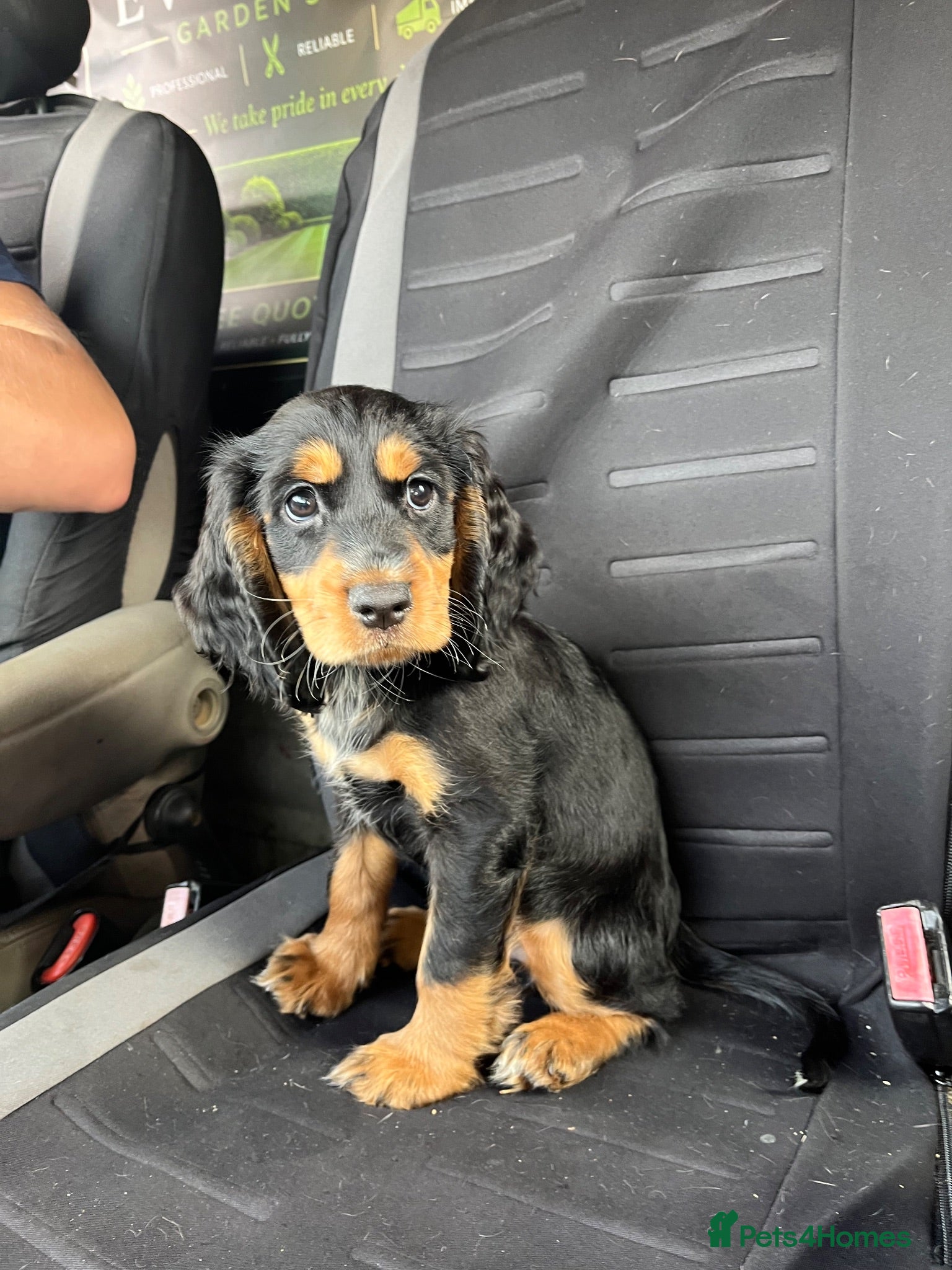 Cocker Spaniel dogs Premium female working cocker spaniel - Advert 14
