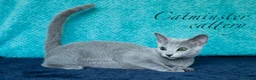 Russian Blue cats for sale: Purebred Russian blue kittens  - Advert 6