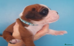 Boxer dogs for sale: Reduced last pup. Stunning Pedigree Boxer  - Advert 17