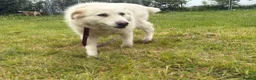 Mixed Breed dogs for adoption: Rosie - Norwich Norfolk  in Norwich - Advert 5