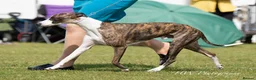 Whippet dogs for stud: Kawrsing Whippets - Advert 1