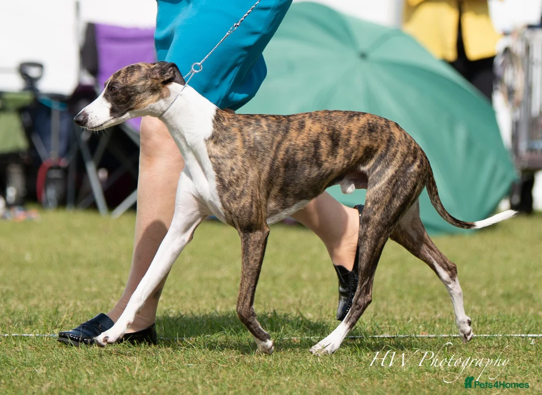 Whippet dogs for stud: Kawrsing Whippets - Advert 1