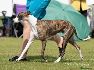 Whippet dogs Kawrsing Whippets - Advert 11