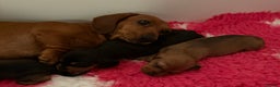 Miniature Dachshund dogs for sale: Vanitonia Miniature Smooth Dachshunds   - Advert 10
