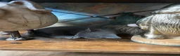 Mixed Breed cats for sale: 6 lovely kittens  - Advert 3