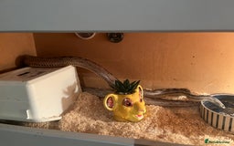 Corn Snake reptiles for sale: Female Corn Snake - Image 4