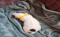 Cocker Spaniel dogs for sale: Chocolate roan working cocker spaniel puppies  - Image 18