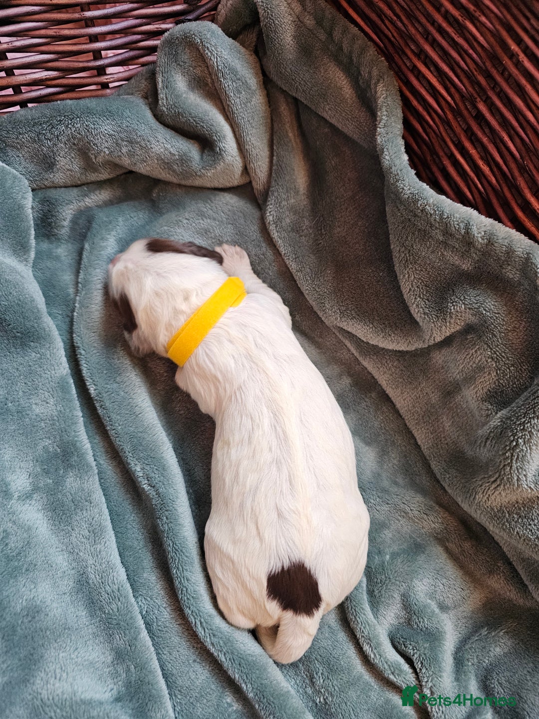 Cocker Spaniel dogs for sale: Chocolate roan working cocker spaniel puppies  - Image 18