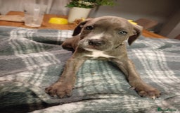 Mixed Breed dogs for sale: Mastiff cross  - Image 29