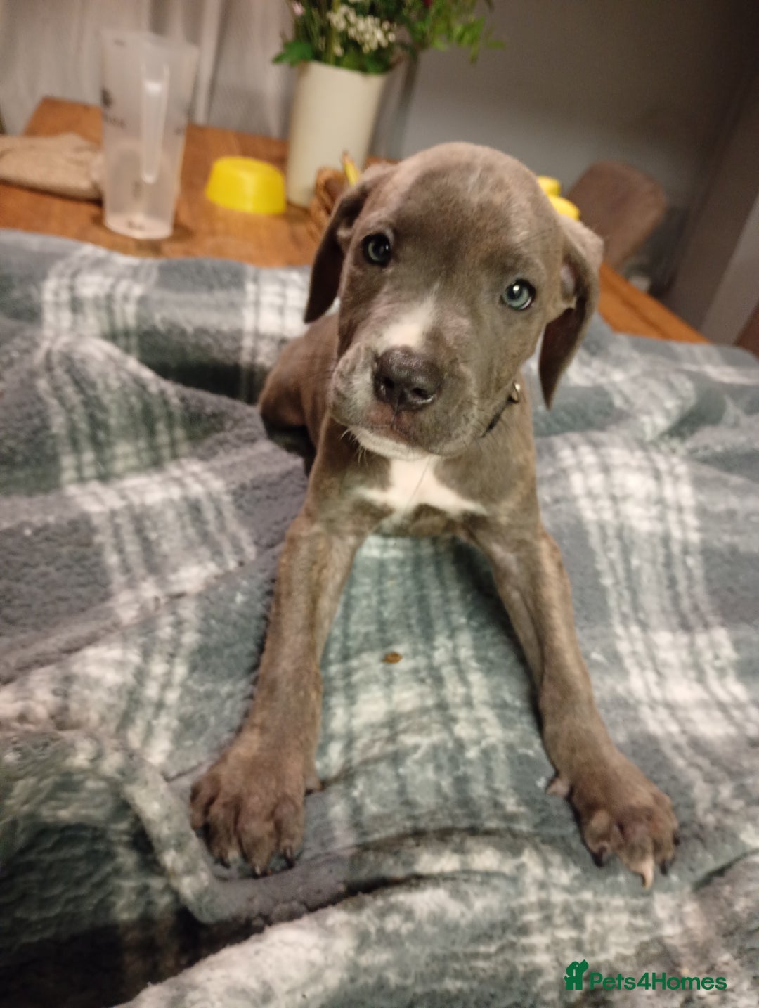 Mixed Breed dogs for sale: Mastiff cross  - Image 29