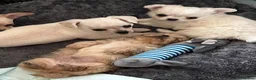 Chihuahua dogs for stud: Small and proven chihuahua for stud - Advert 7