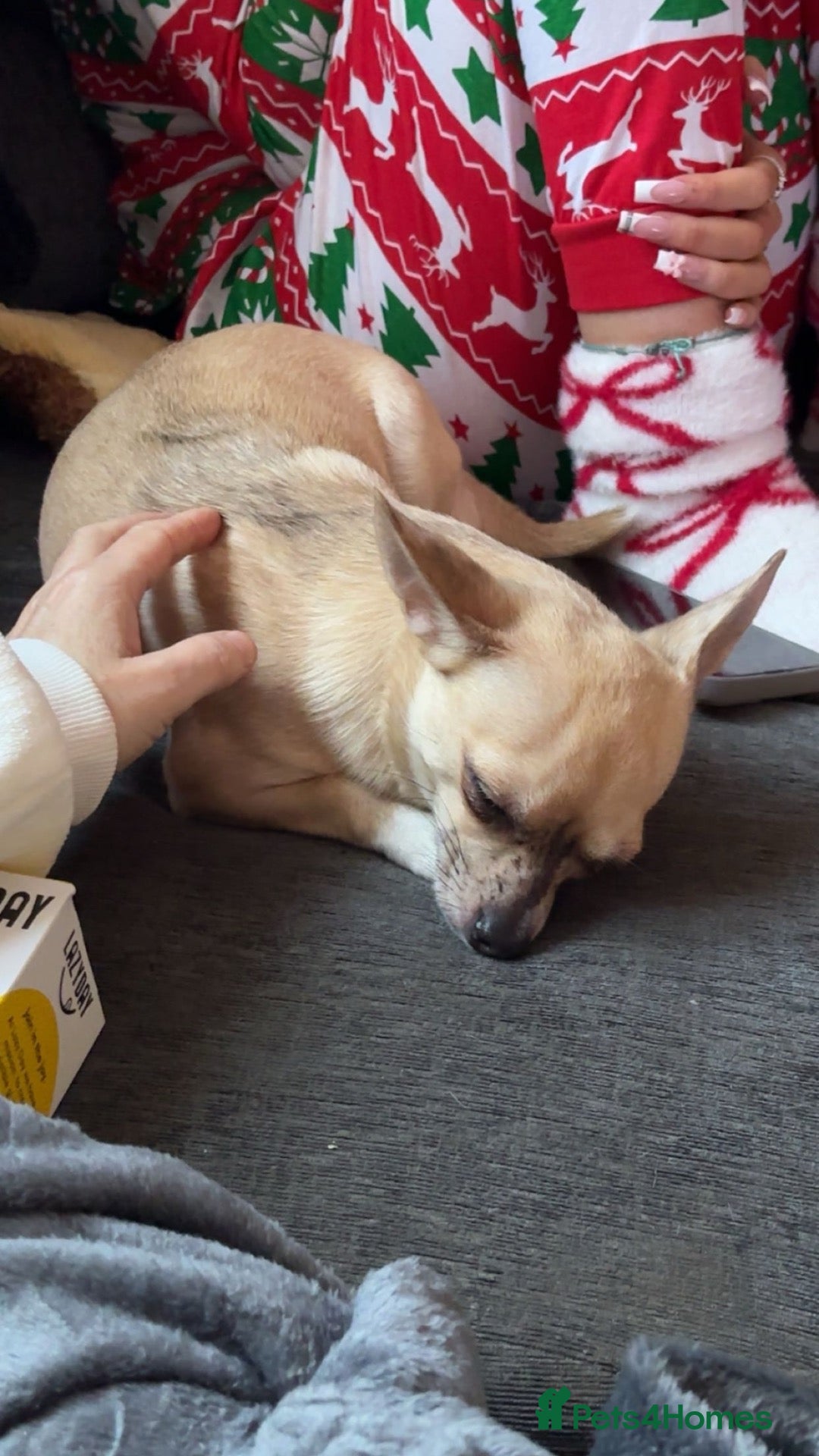 Chihuahua dogs Beautiful Pixie Chihuahua - Advert 1