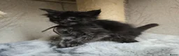 Maine Coon cats for sale: Hand Reared Black Smoke Maine Coon Kittens - Advert 7