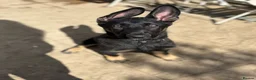 German Shepherd dogs for sale: Trainer owned - Stable, Confident Puppy - Advert 4