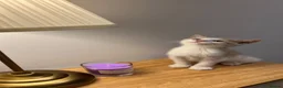 Domestic Shorthair cats for sale: Beautiful Female Kitten  - Advert 6