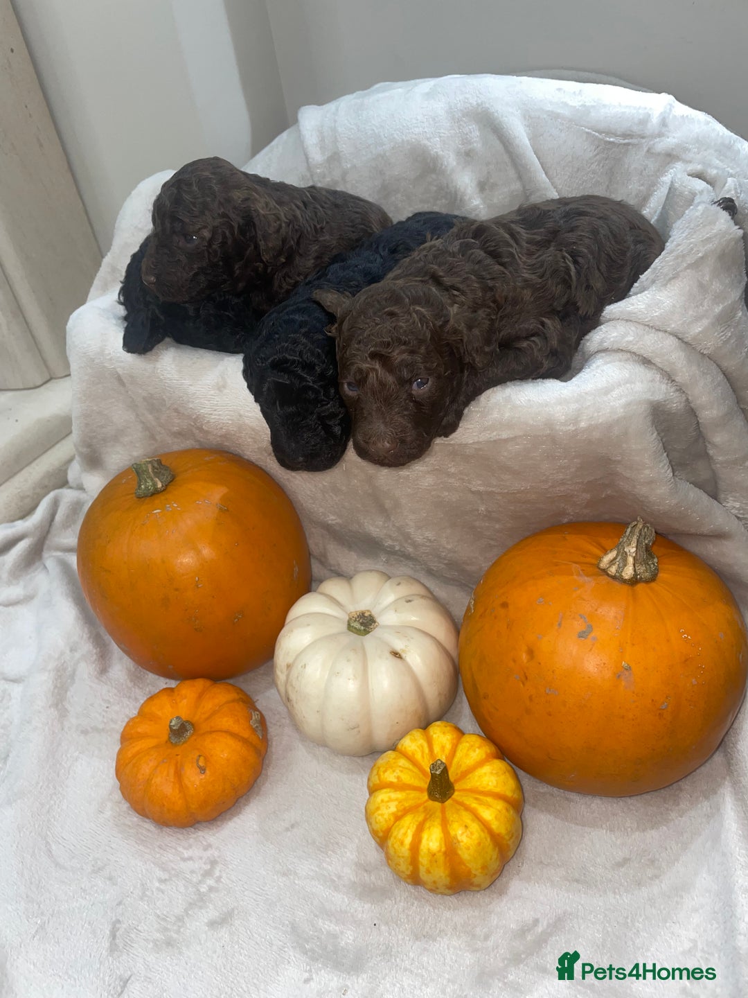 Mini Goldendoodle dogs for sale: Miniature goldenoodle puppies - Image 8