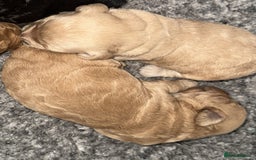 Cockapoo dogs for sale: Toy cockapoo  - Image 11