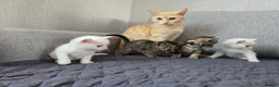 Mixed Breed cats for sale: Adorable kittens - Advert 13