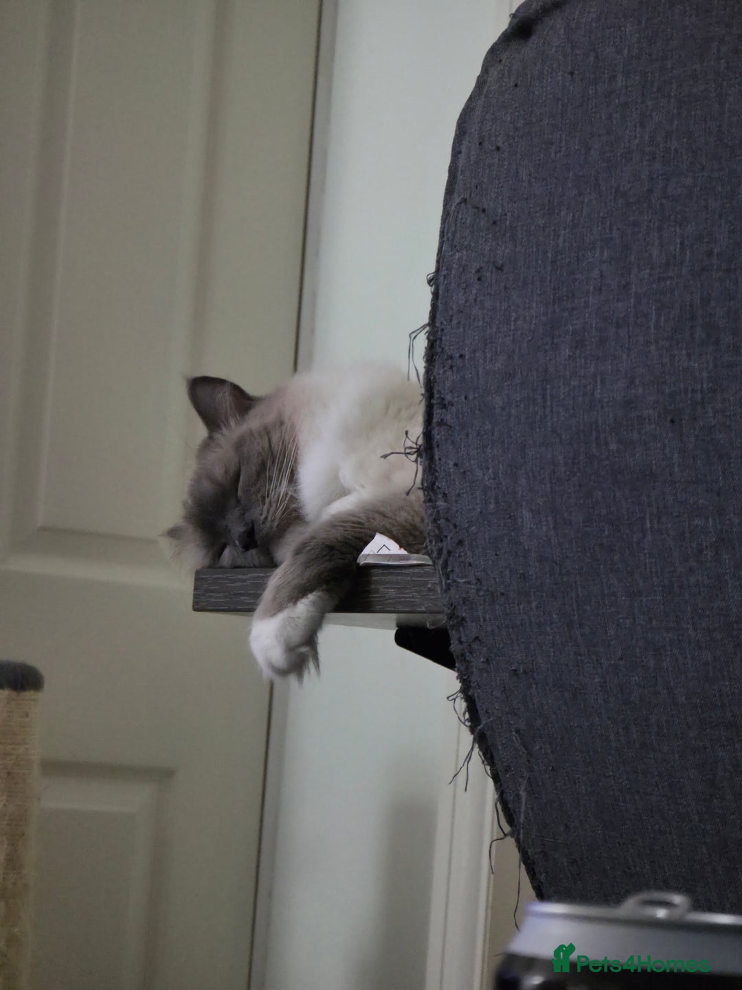 Ragdoll cats for sale: Beautiful Loving Boy - Advert 3