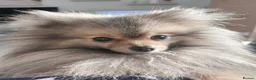 Pomeranian dogs for stud: Charlie Gould - Advert 2