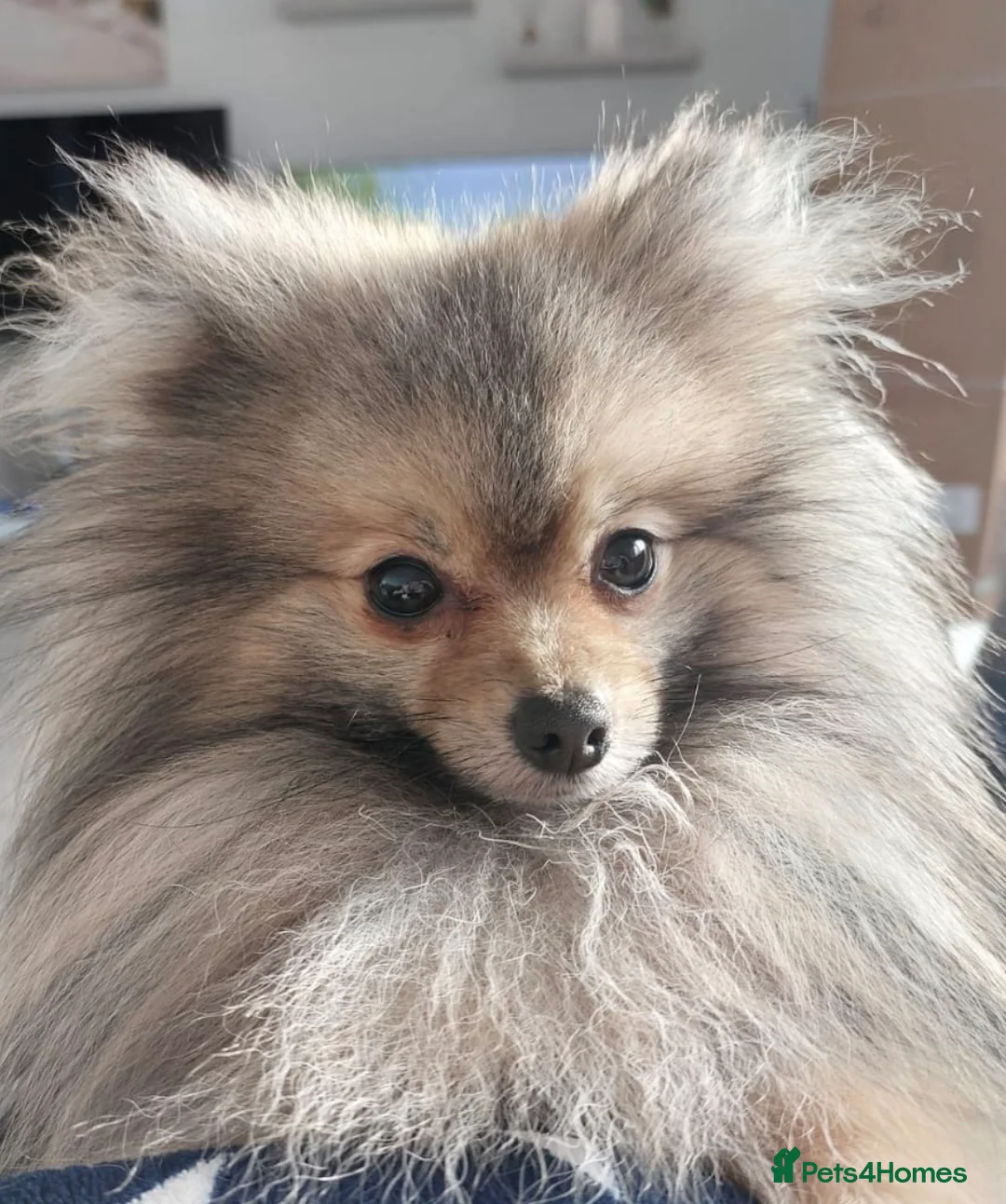 Pomeranian dogs for stud: Charlie Gould - Advert 2