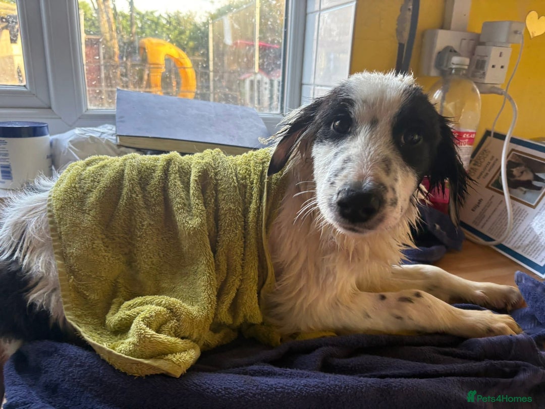 Mixed Breed dogs for adoption: Clark - Norwich Norfolk  - Advert 2